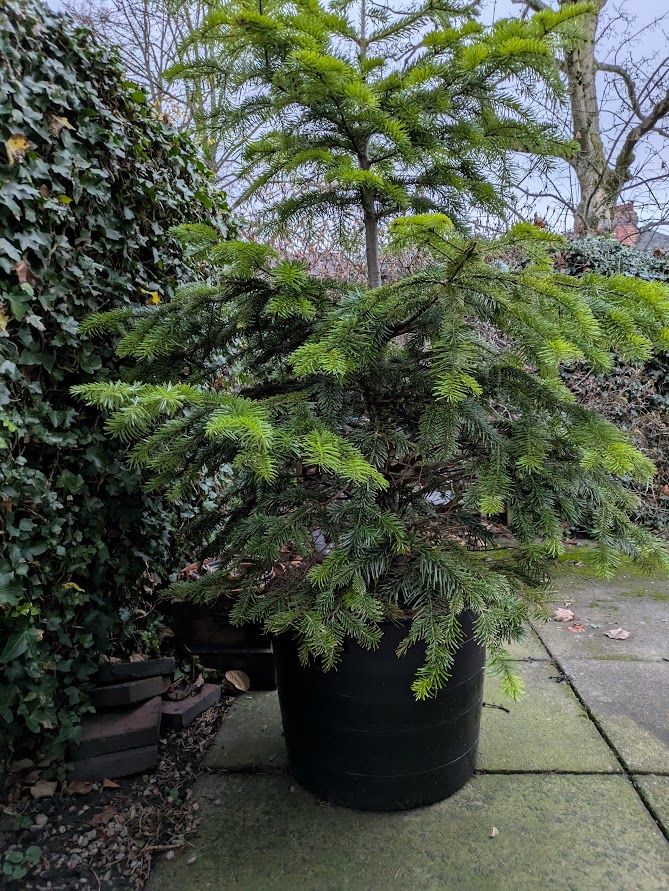 Real Nordmann Fir Christmas Tree in Large Pot.