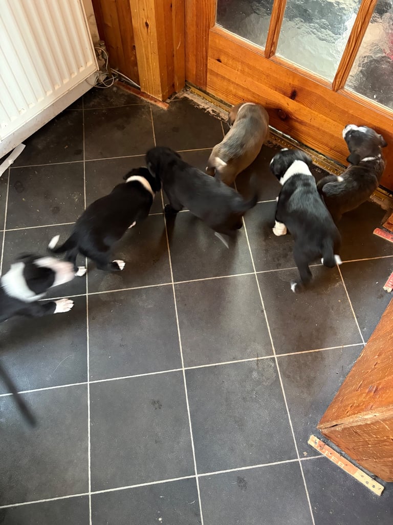 image for Border collie/cane corso/staffie
