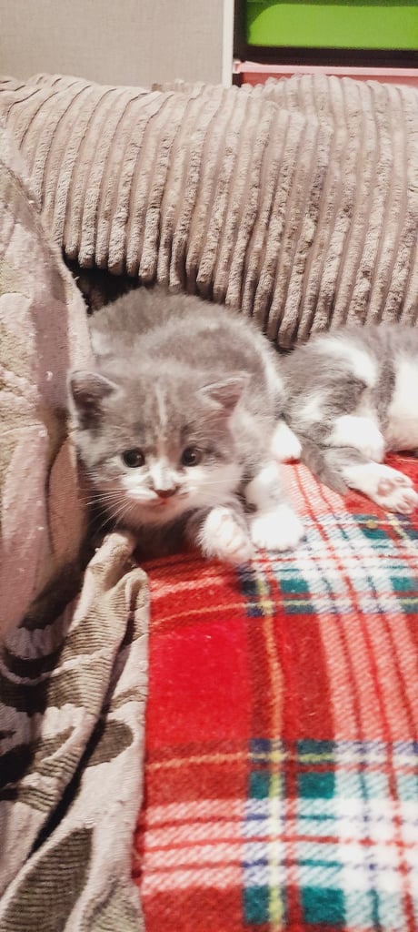 Kittens 