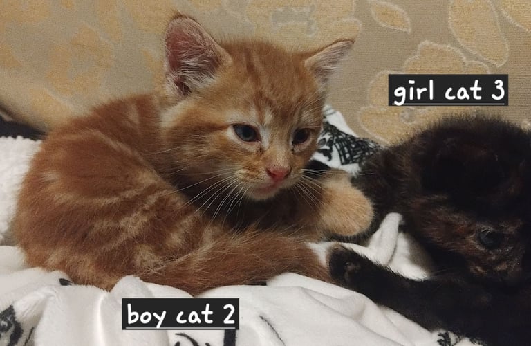 3 adorable 7 week old kittens looking for their forever home