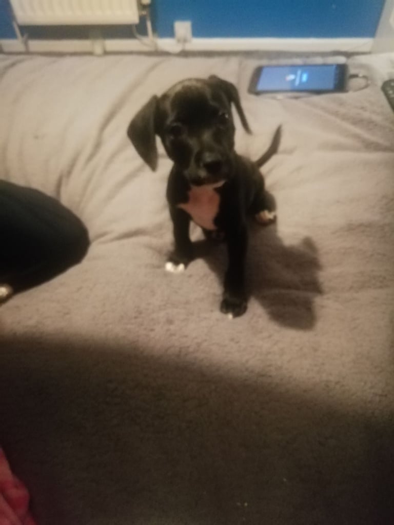 Mixed breed 