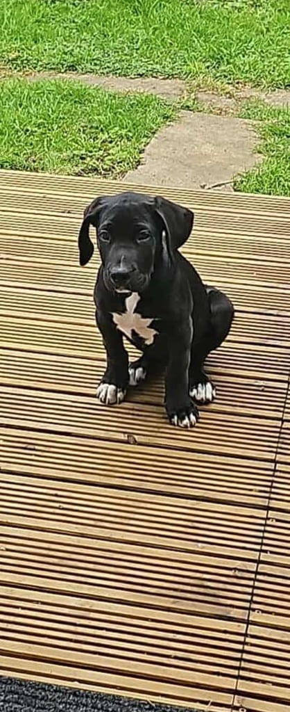 Dolly Cane Corso and Old English Sheepdog mix