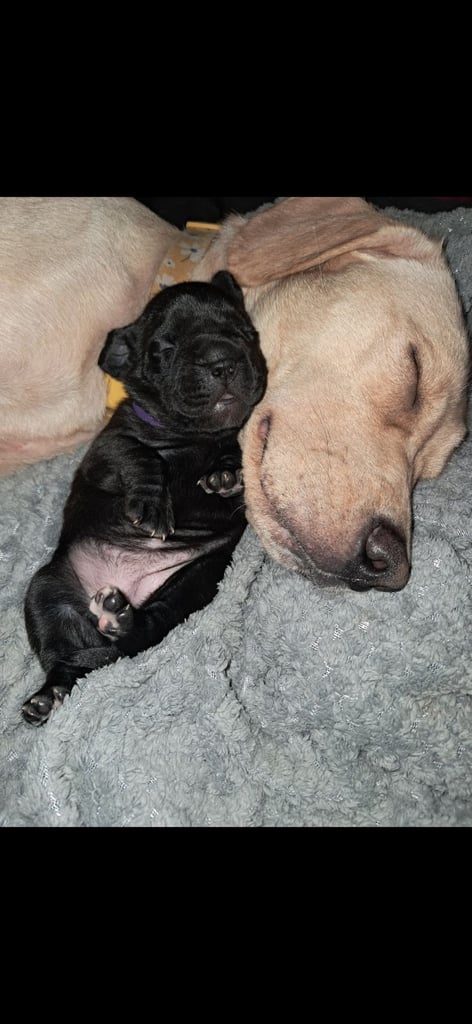 Frenchbulldog cross puppies 5 left 