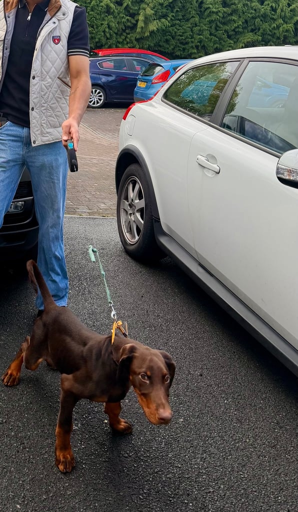 image for Doberman puppy 