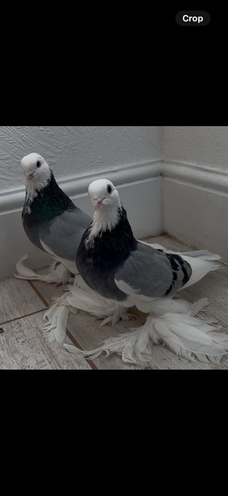 High quality pigeons