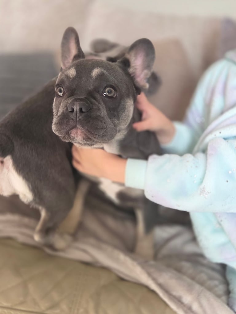 2 beautiful female blue tan frenchie pups mam and dad can be seen