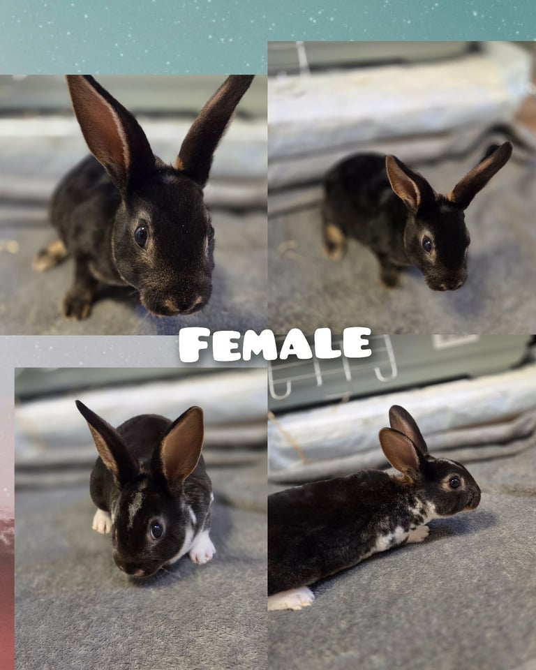 Rex rabbits