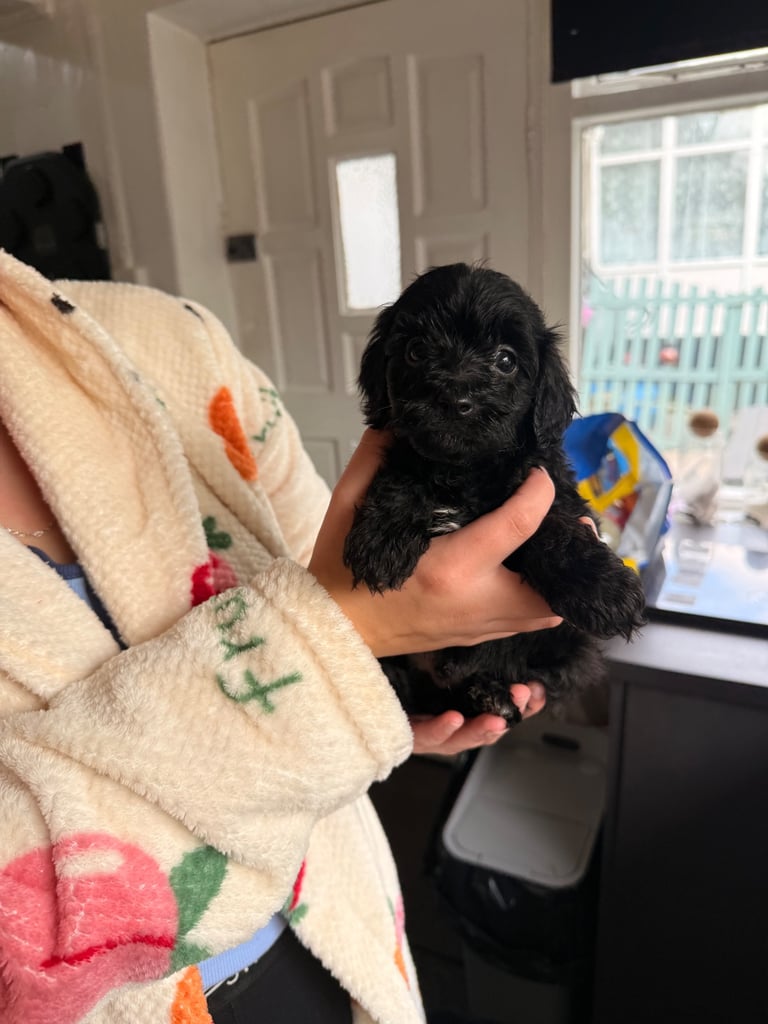 Cockapoo puppy boy