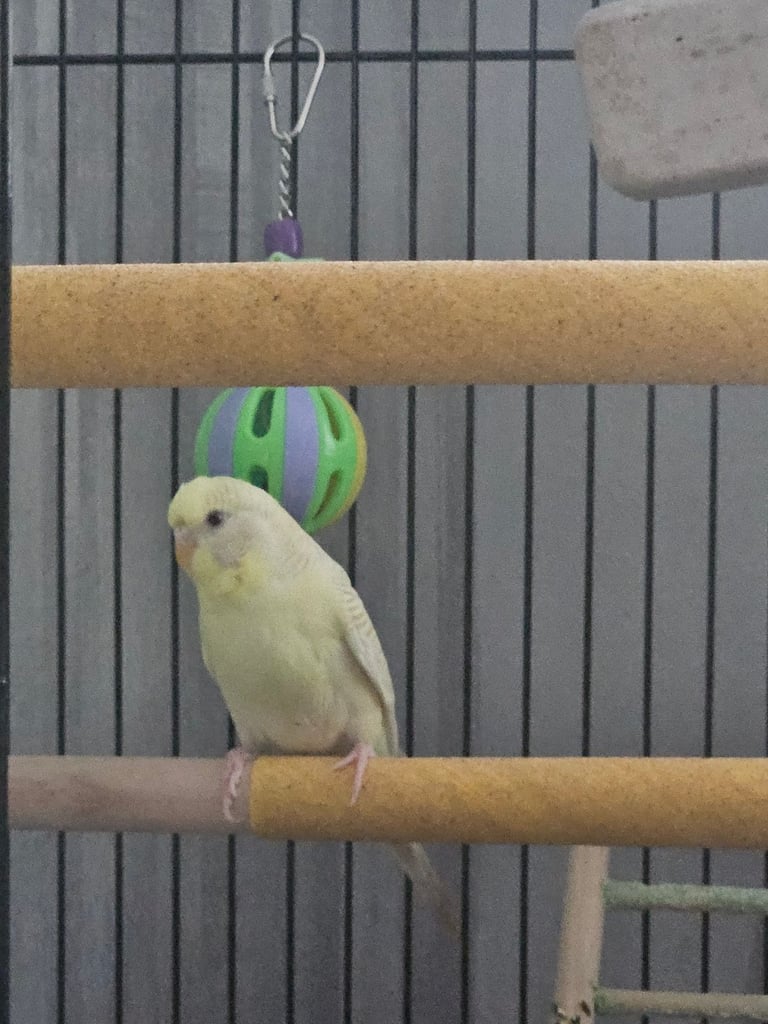 Budgie with cage