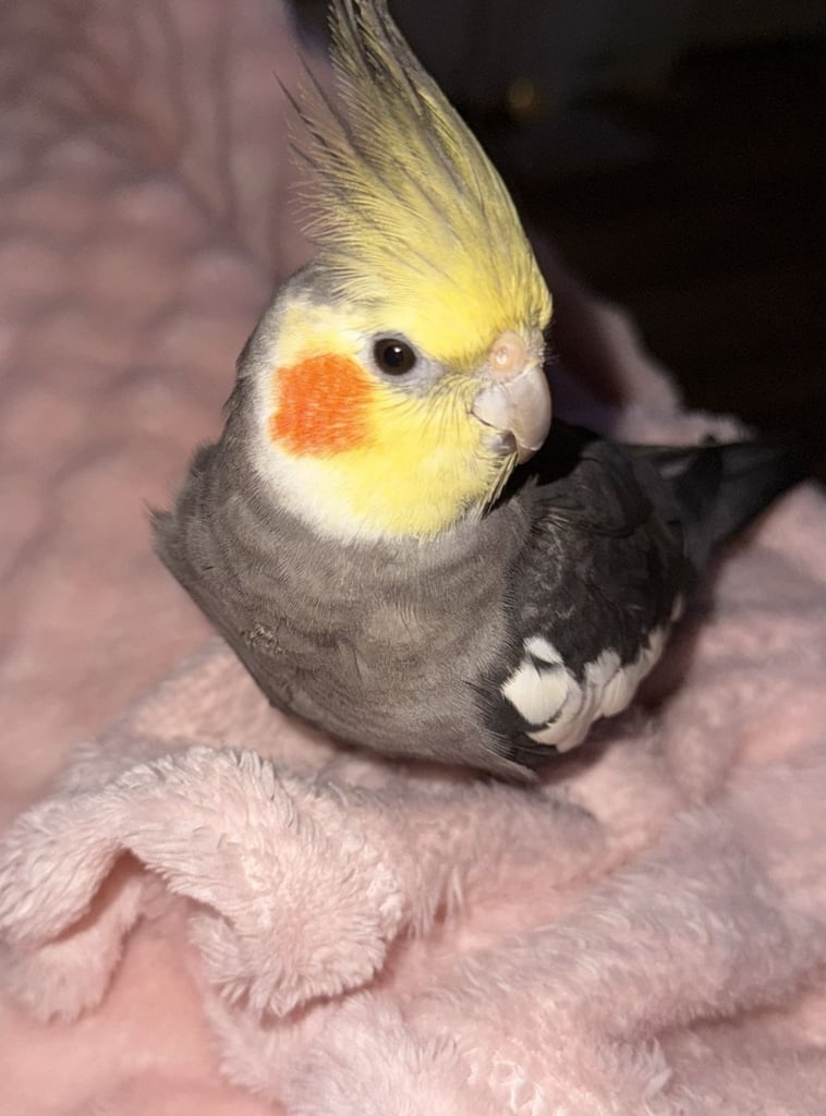 male Cocktiel bird for sale 