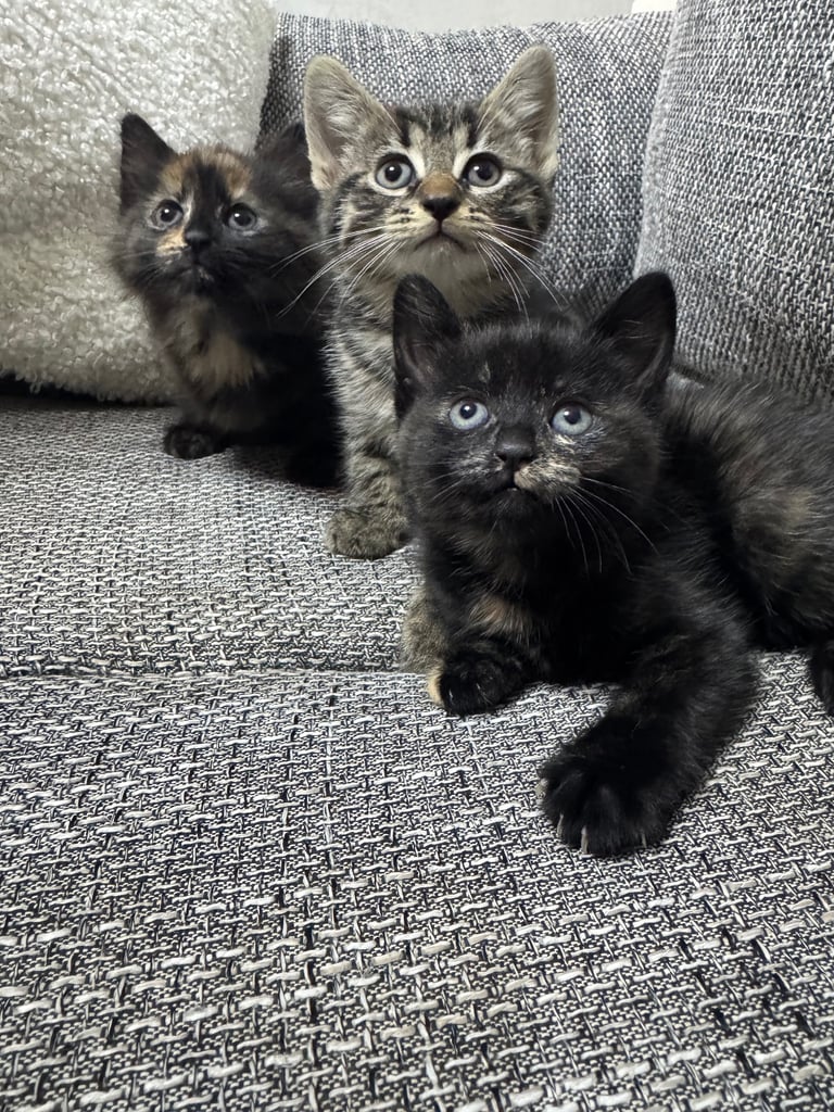 Beautiful 😻 kittens mix breed and colours waiting for you 