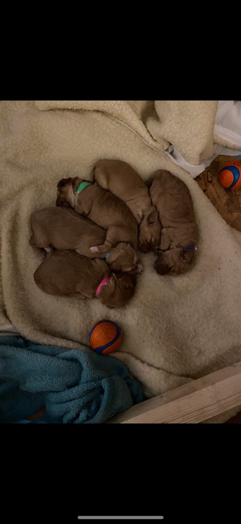F2 cockapoo puppies for sale