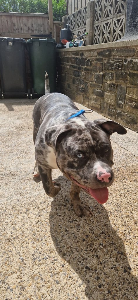 8 and half month old pocket bully