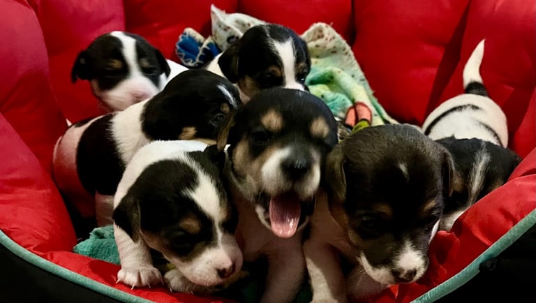 First litter of 7 Jack Russel puppies