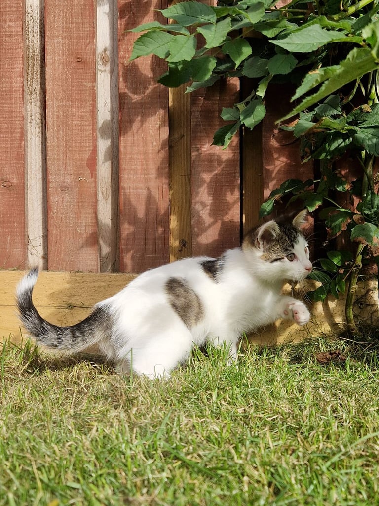 Adorable and Super Playful Kittens