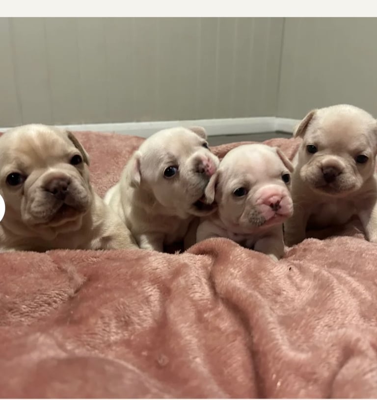 image for 🐾 4 Adorable French bulldog puppies 🐾⚡️