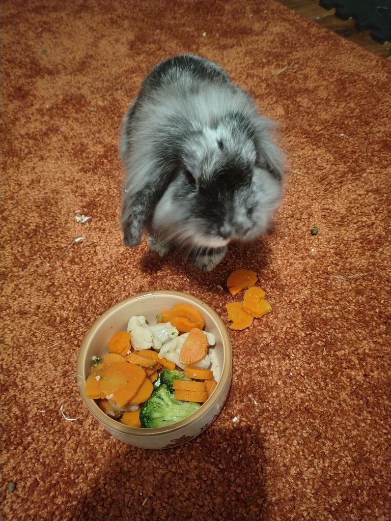 Pet rabbits and cage 