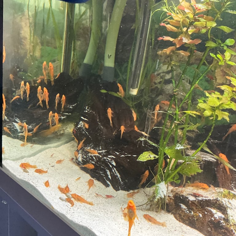 Super red pleco 