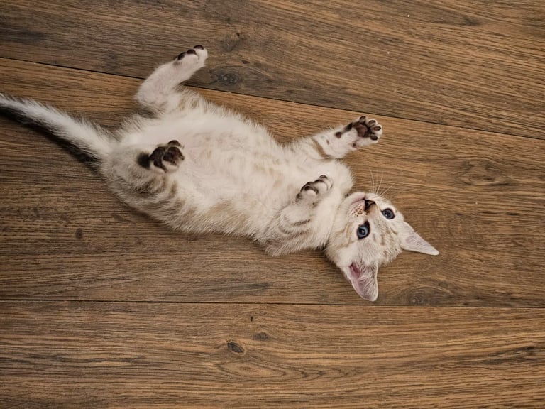 image for SNOW LEOPARD - SNOW BENGAL KITTENS -LAST ONE LEFT Ready now