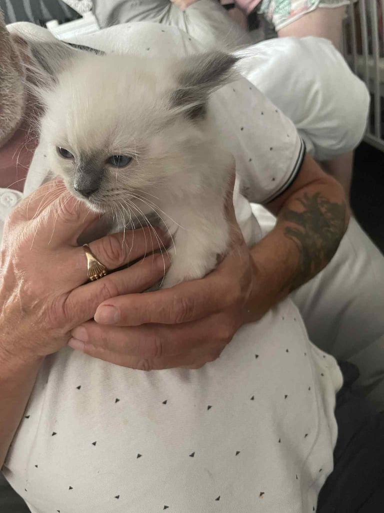 Ragdolls kitten  4 left 
