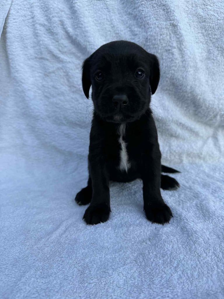 Cocker x Labrador puppies