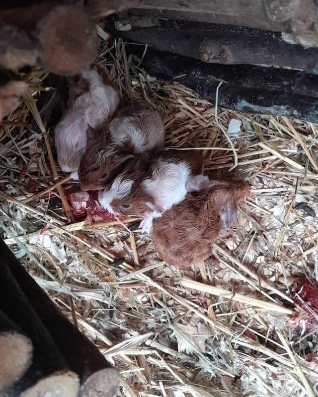 Guinea pigs for sale