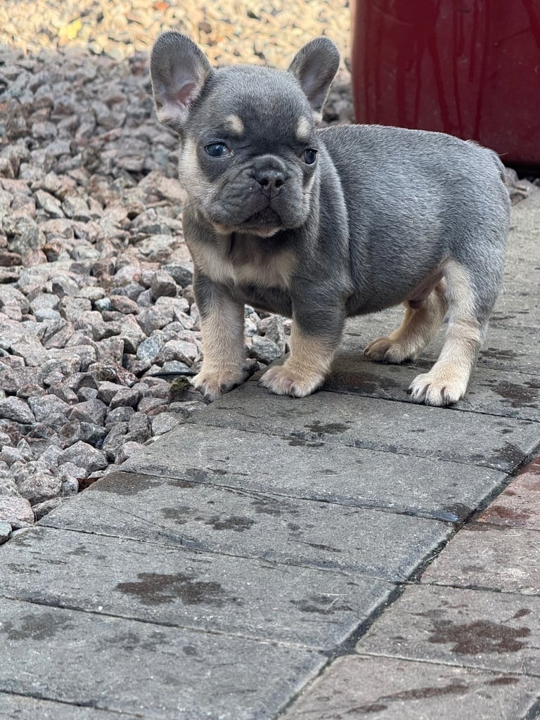 Frenchie boys and girls homie x Apollo lines 