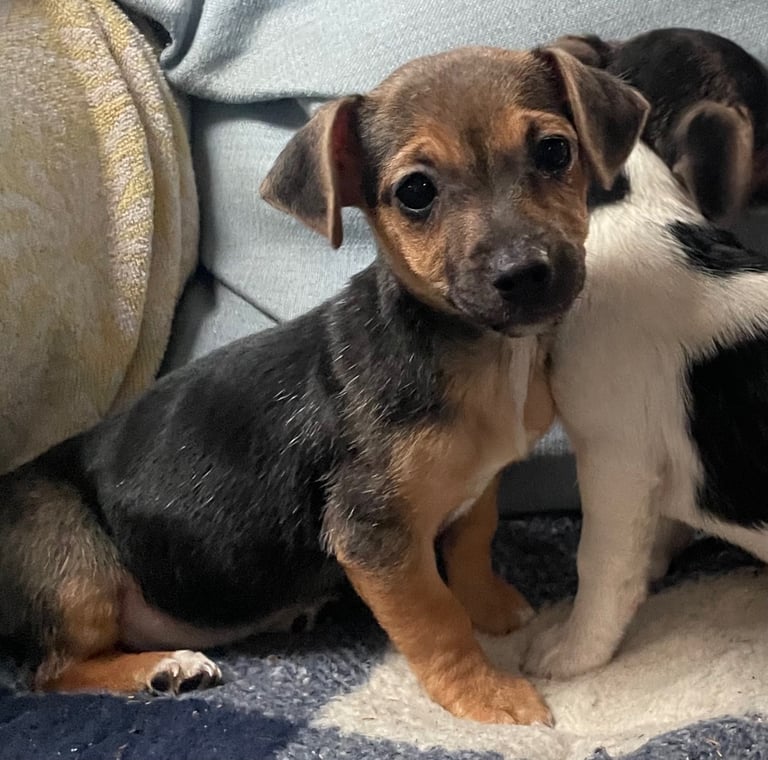 BEAUTIFUL JACK RUSSELL PUPPIES 