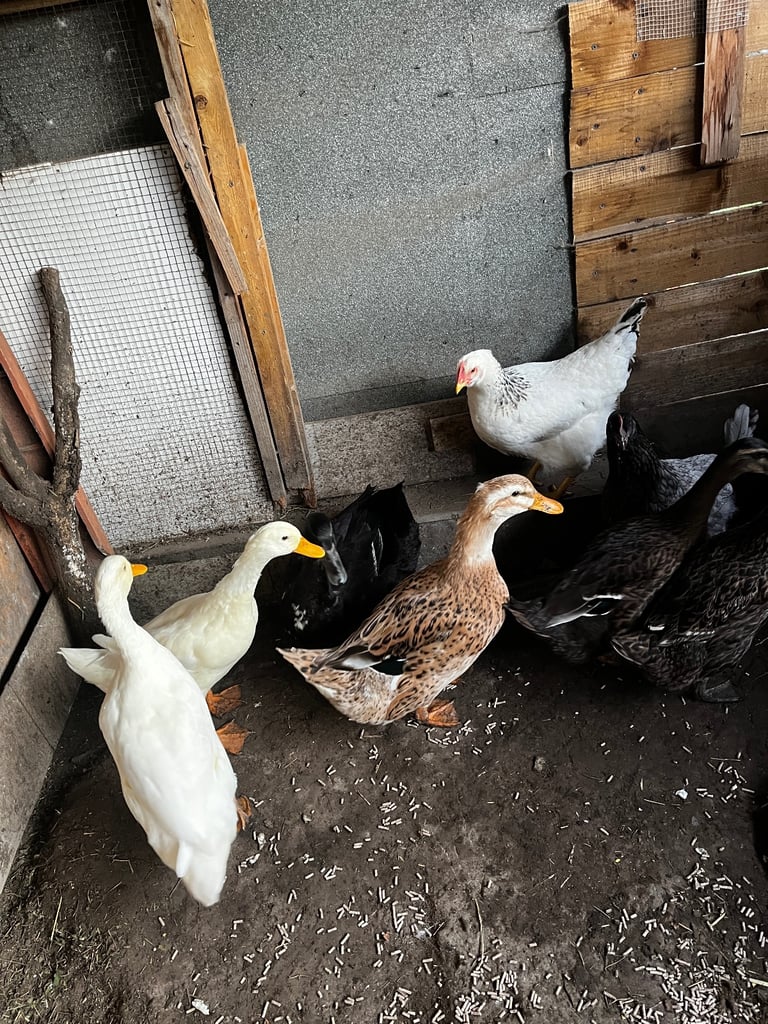 4 Ducks and 10 chickens 