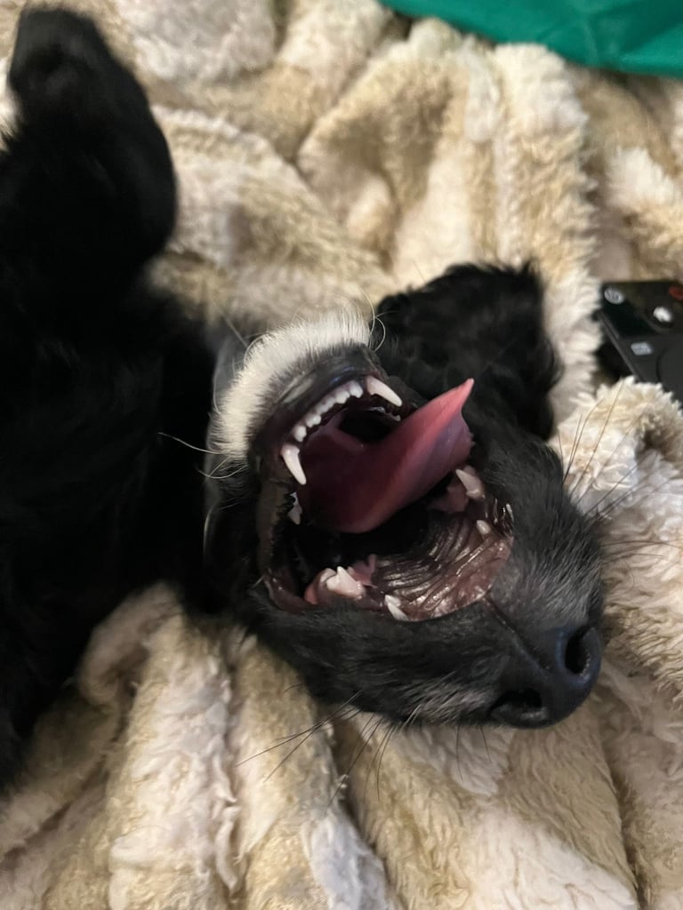 Stunning cockapoo rehoming