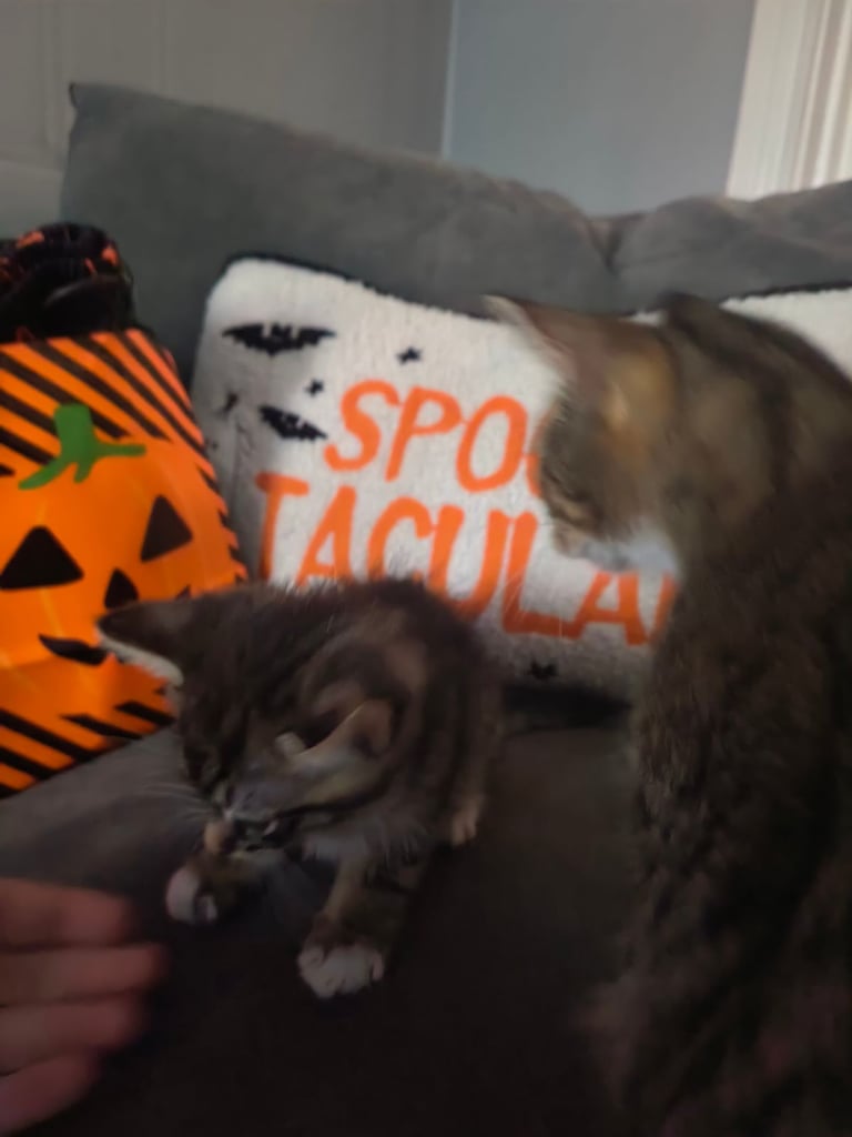Kittens