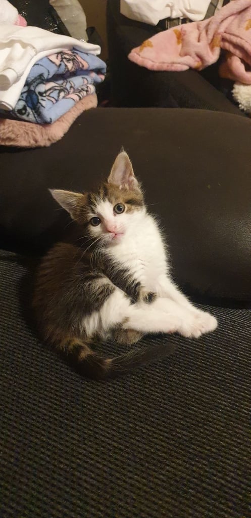 Maine coon kittens 