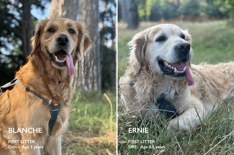 Purebred Golden Retriever Puppies