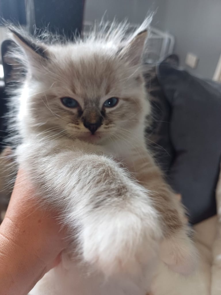 5 gorgeous ragdoll kittens 