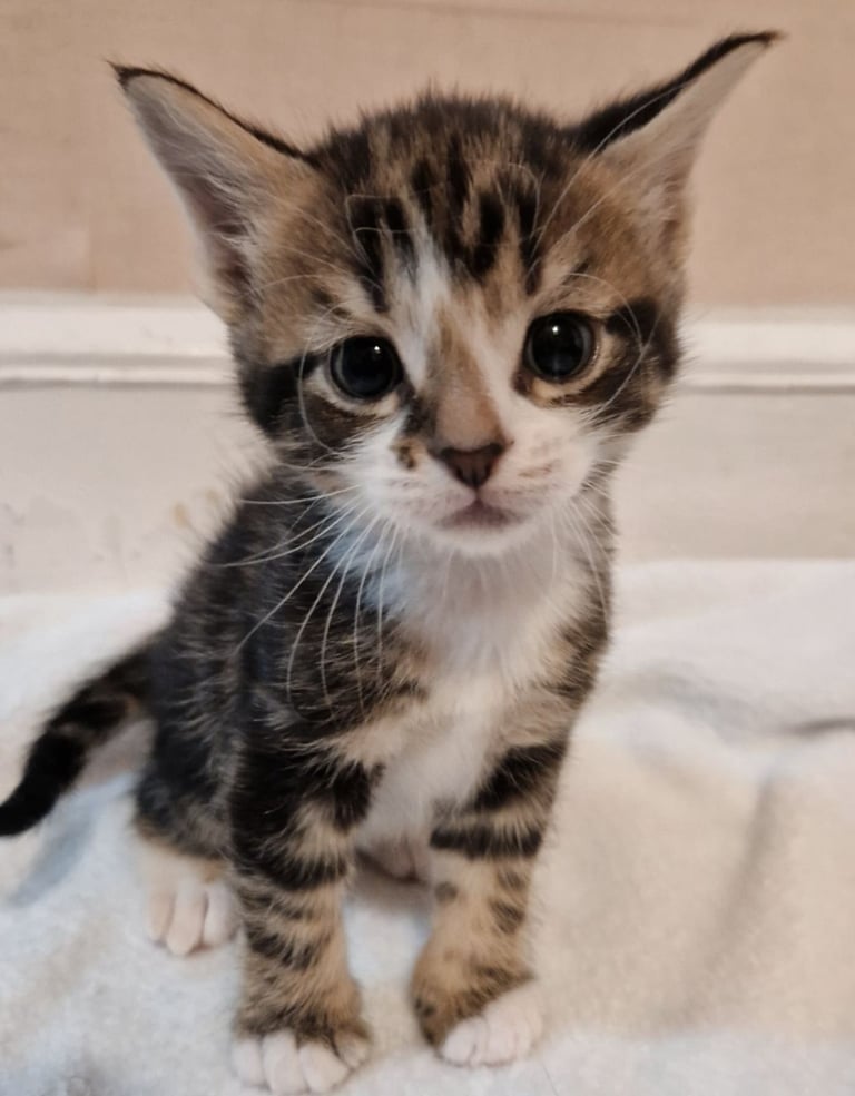 Cats-coventry in Coventry, West Midlands Gumtree