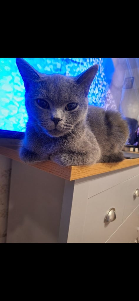 Beautiful Shorthair Blue Girl