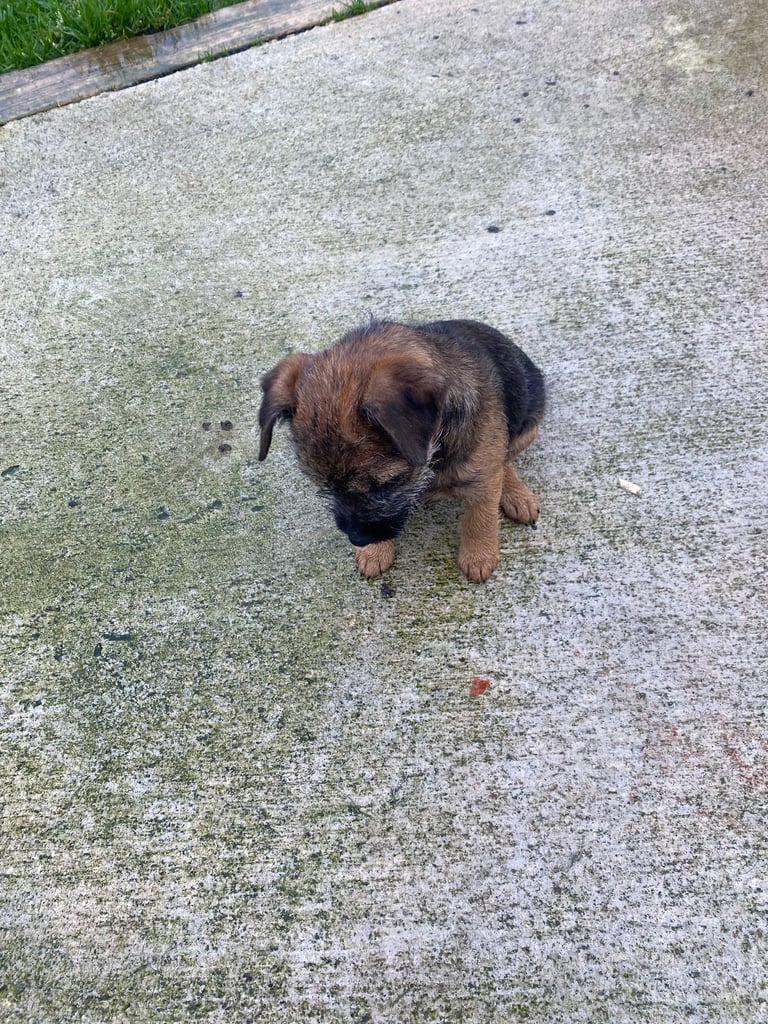 Border terrier 