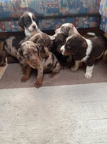 Beautiful Cocker spaniel x puppies for sale 