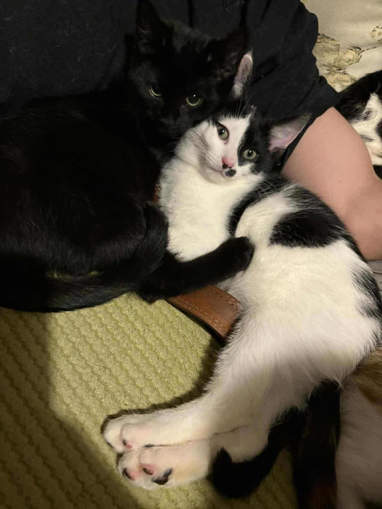 5 mixed beautiful and lovely kittens 