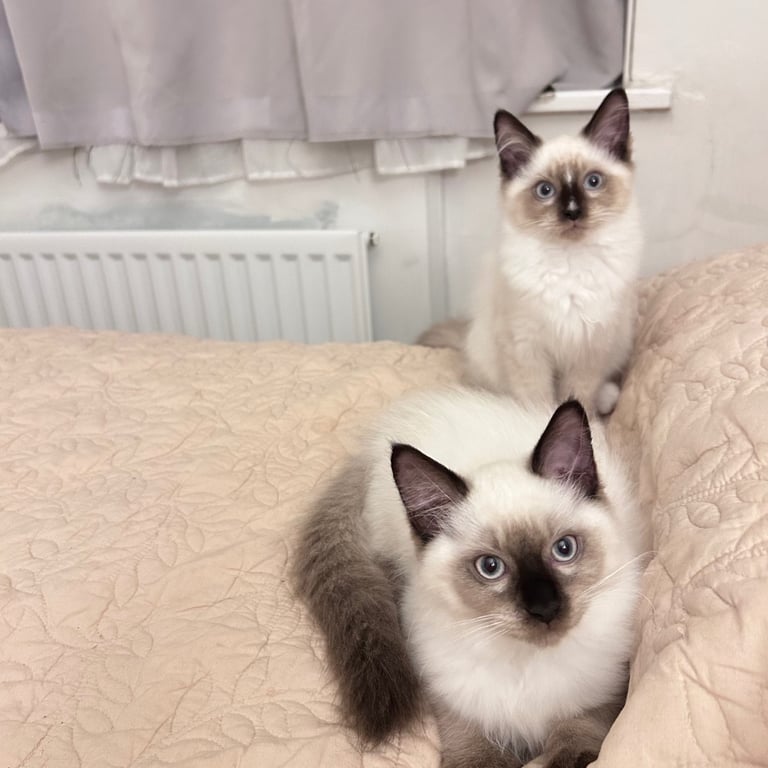 Ragdoll kitten available 💙male