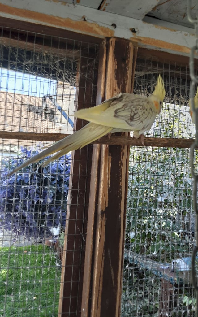 For sale a pair of cocktails 