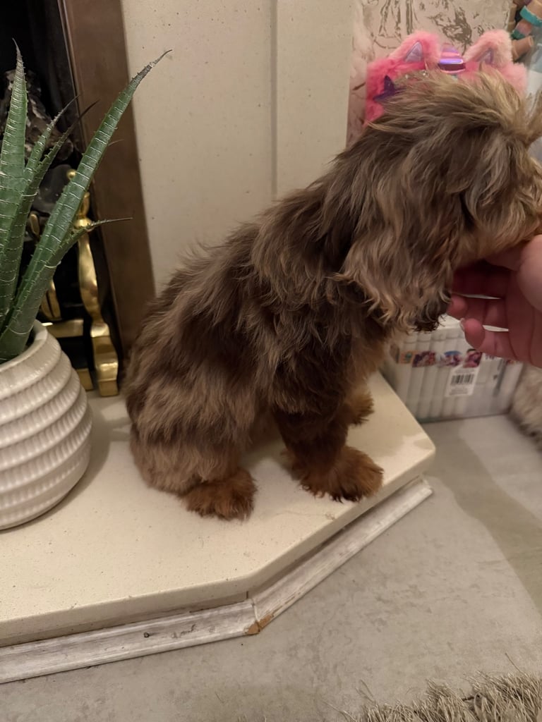 RESERVED 🩷 F1 Female Chocolate Merle Cockapoo Puppy