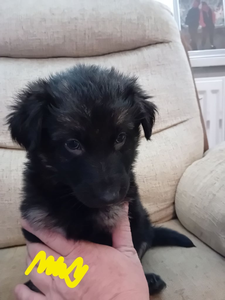 German Shepherd puppies 
