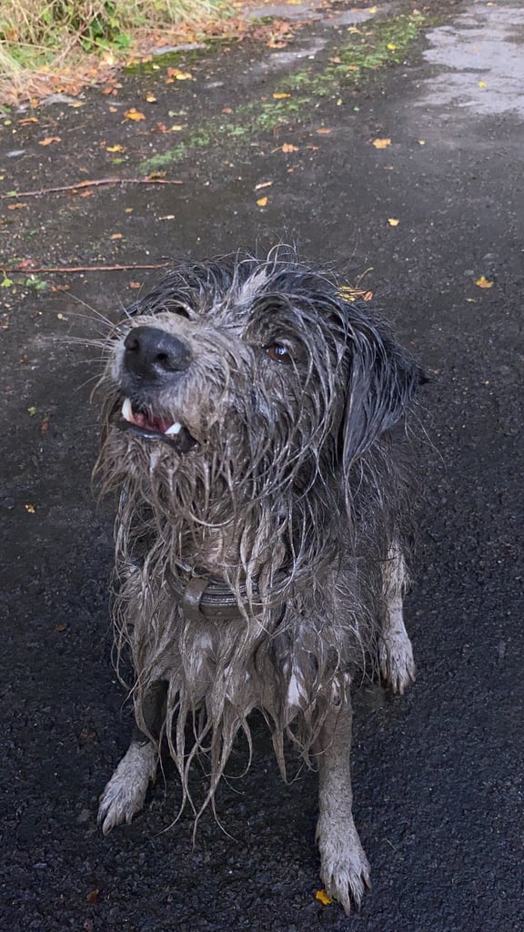 Rehoming only to a good home