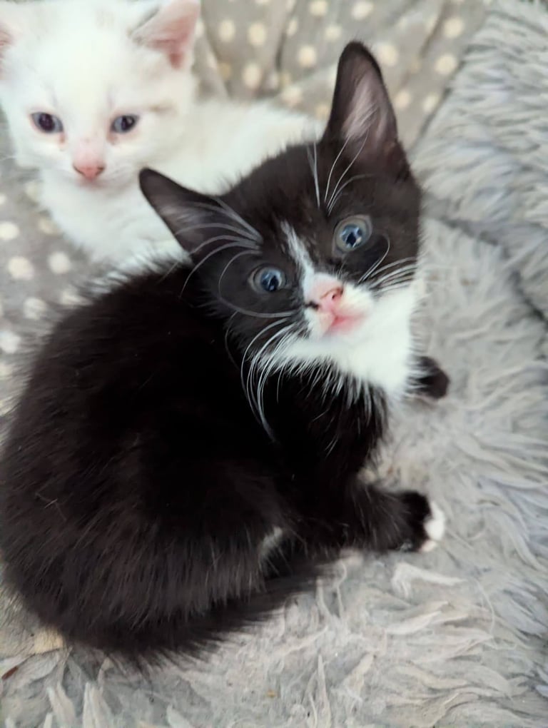 3 Kittens for sale £50 each