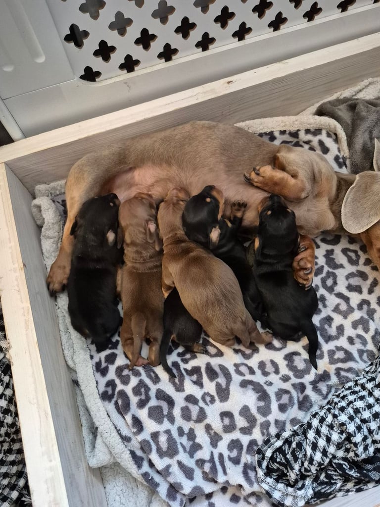 Minature Dachshund puppies. All reserved 