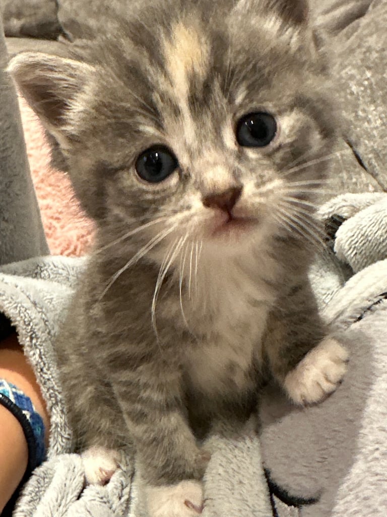 Ragdoll kittens for sale 