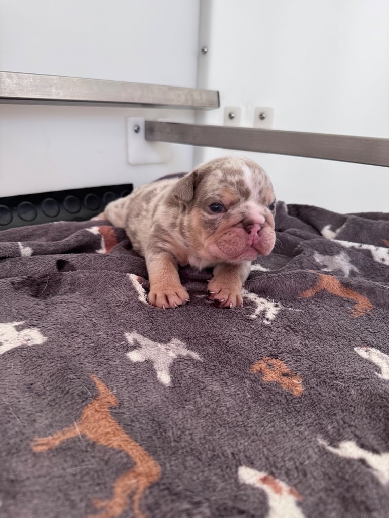 Adorable little English Bulldogs 