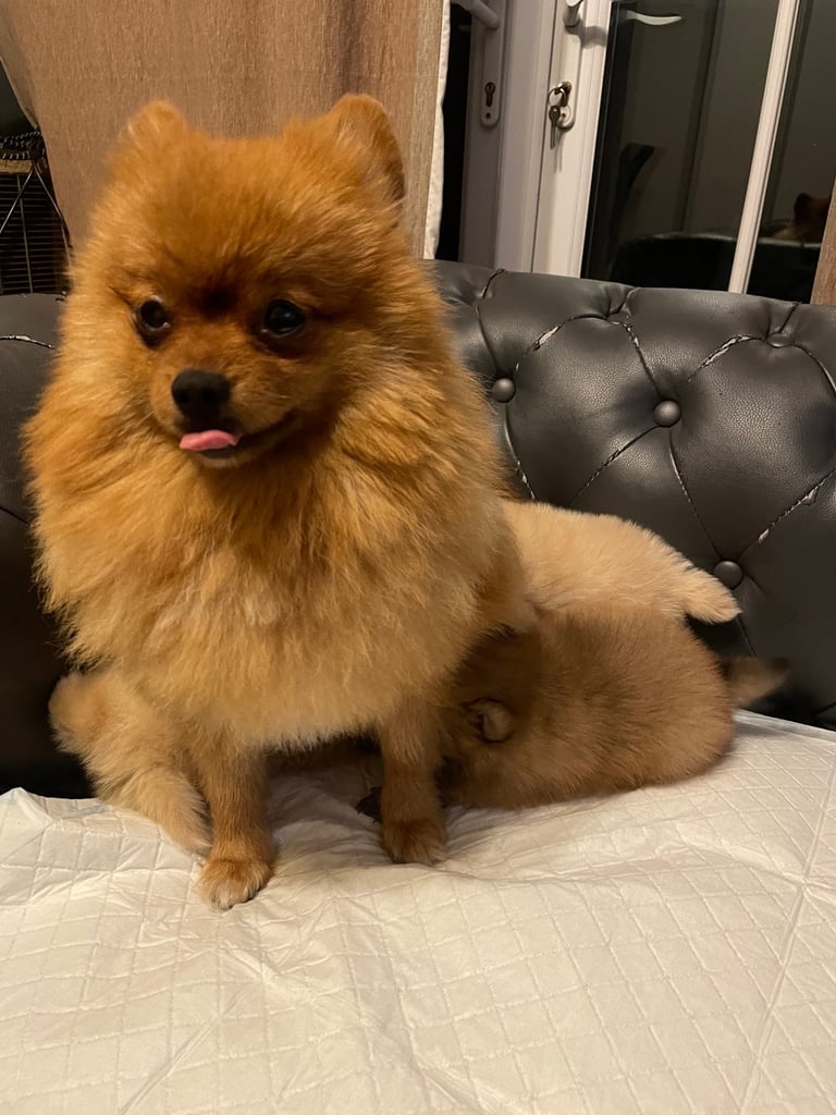 Beautiful Pomeranian puppies ready to go 