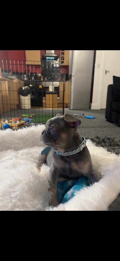 French Bulldog 